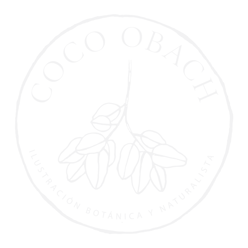Coco Obach